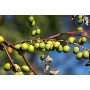 Natural Amla Plants